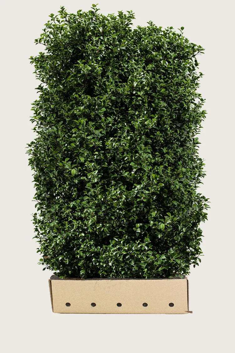 plantinavia20261015104300310451