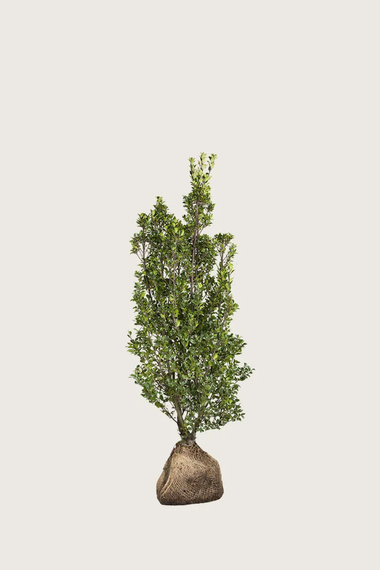plantinavia20261015104310310535