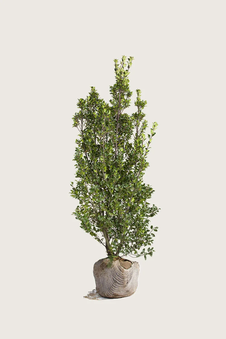 plantinavia20261015104310310540