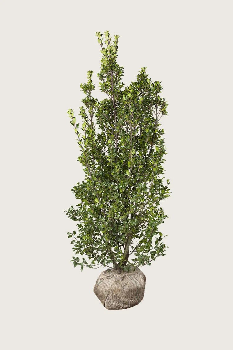 plantinavia20261015104313310555