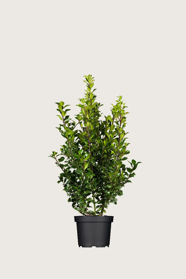 plantinavia20261015104315310578