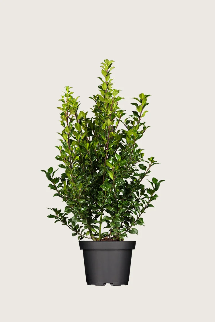 plantinavia20261015104316310582