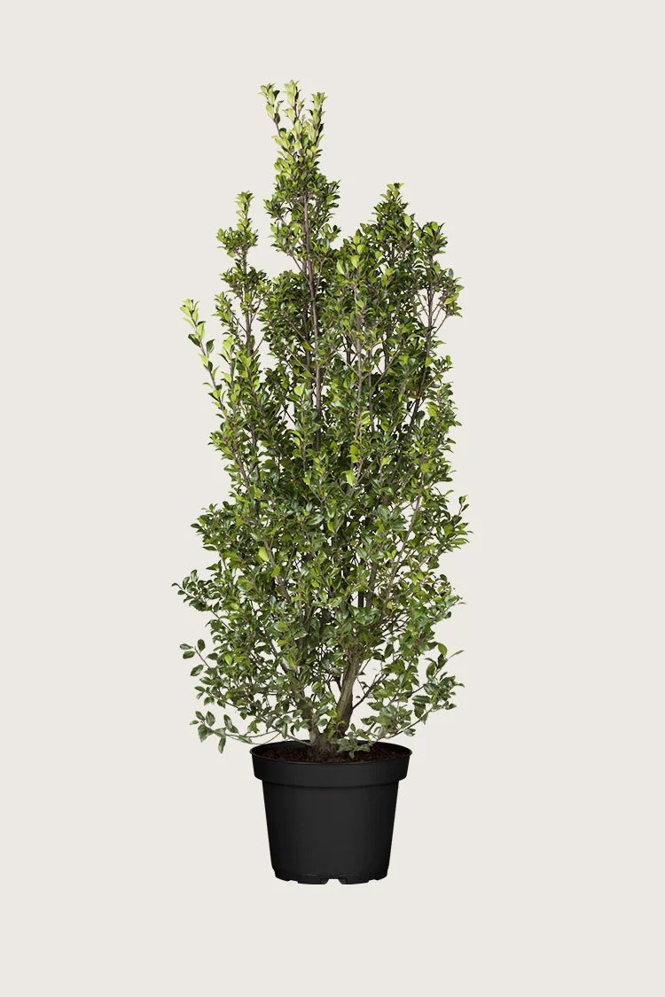 plantinavia20261015104319310607