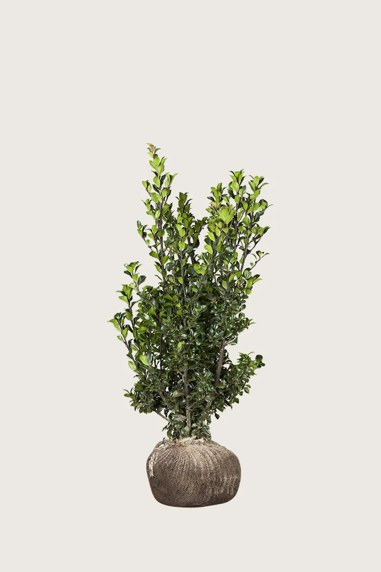 plantinavia20261015104320310618
