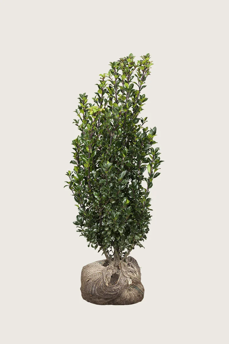plantinavia20261015104321310625