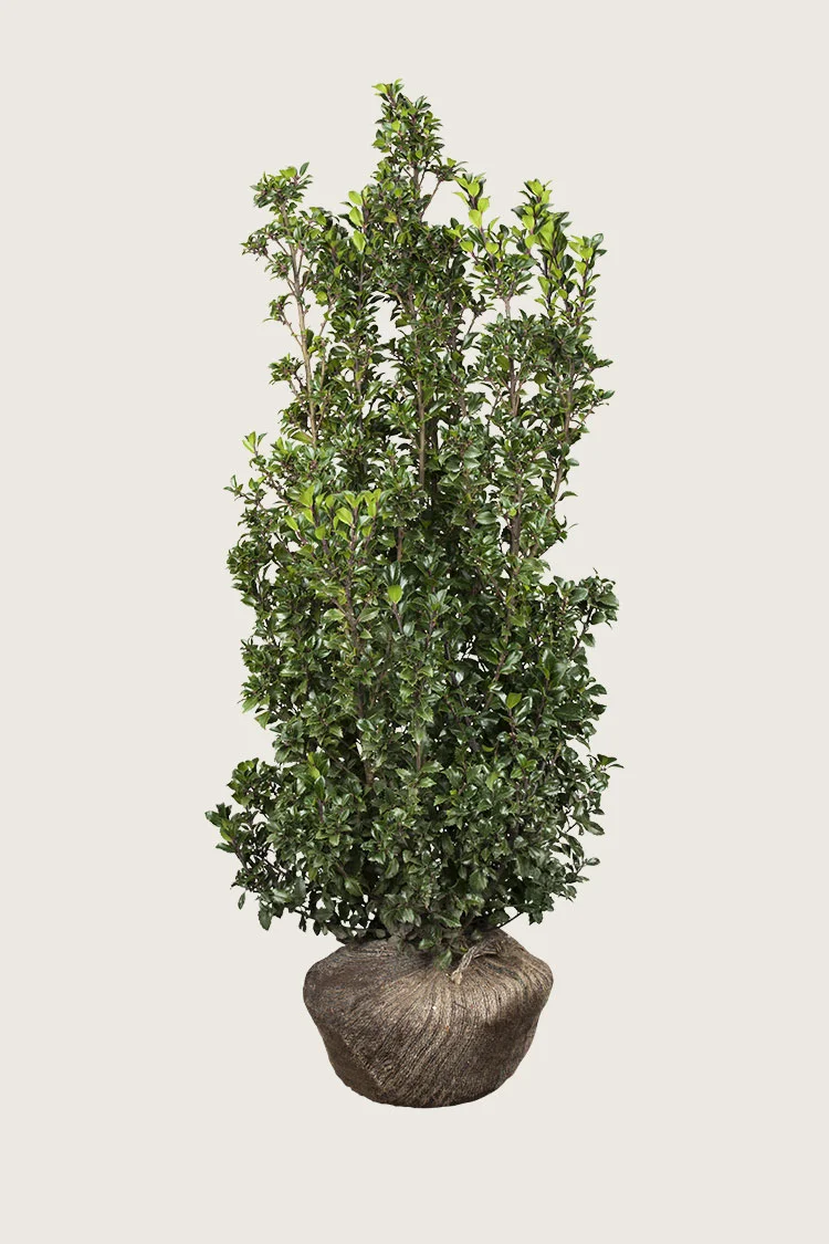 plantinavia20261015104323310633