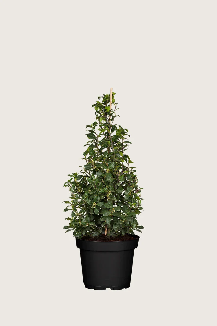 plantinavia20261015104325310648