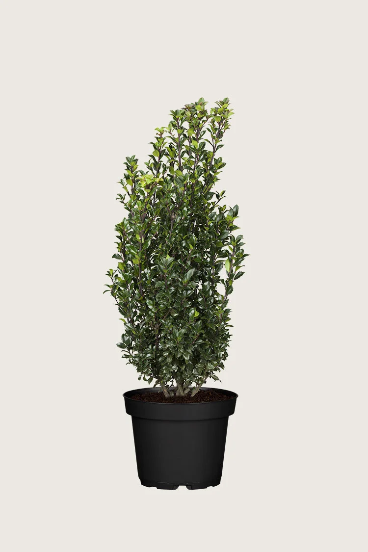 plantinavia20261015104326310655