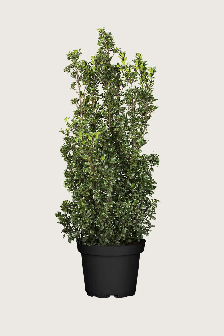 plantinavia20261015104329310677