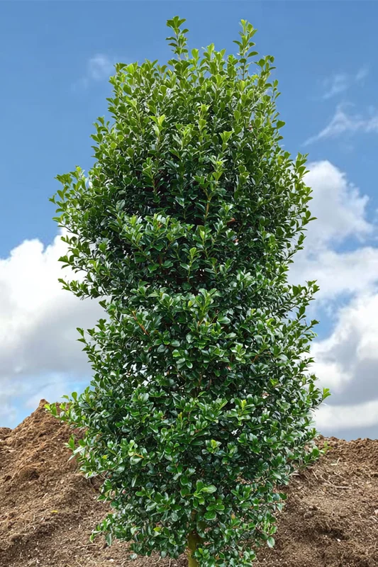 plantinavia20261015104330310687