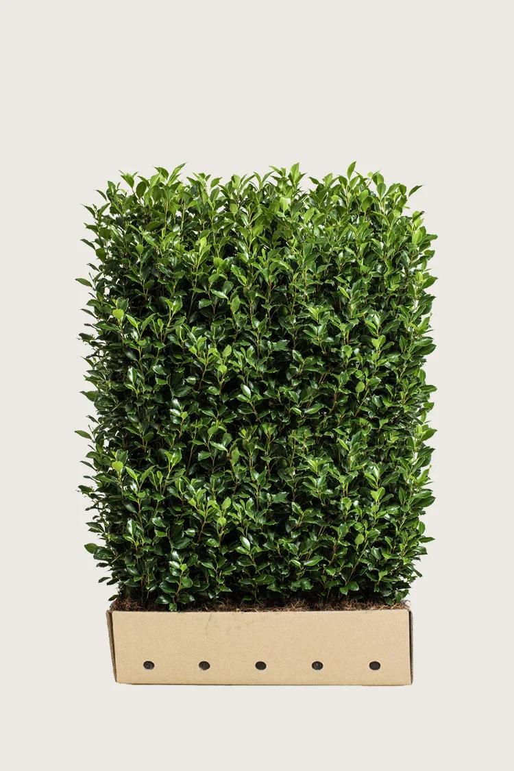 plantinavia20261015104330310692