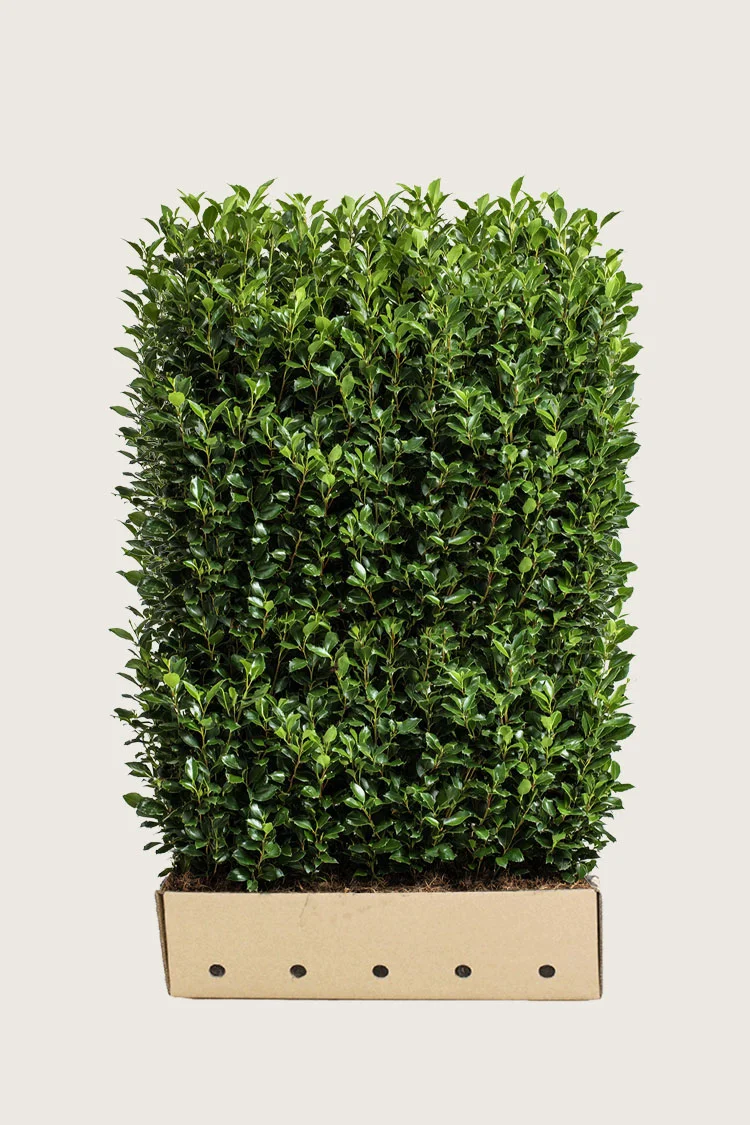 plantinavia20261015104331310700