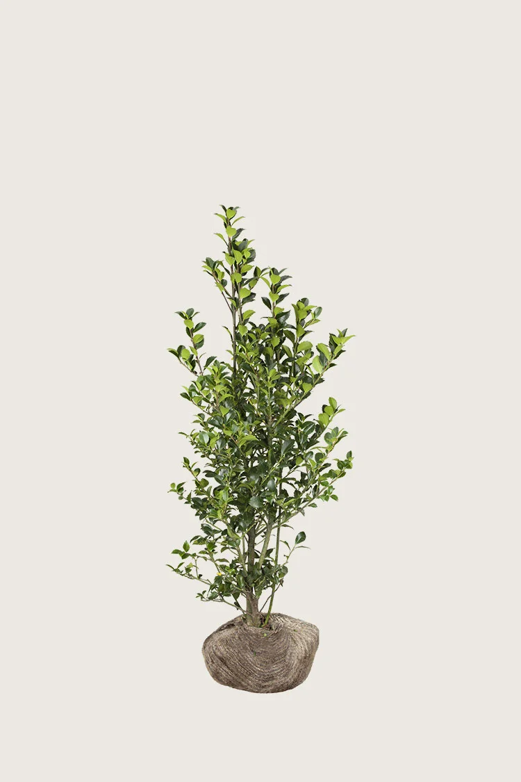 plantinavia20261015104342310788