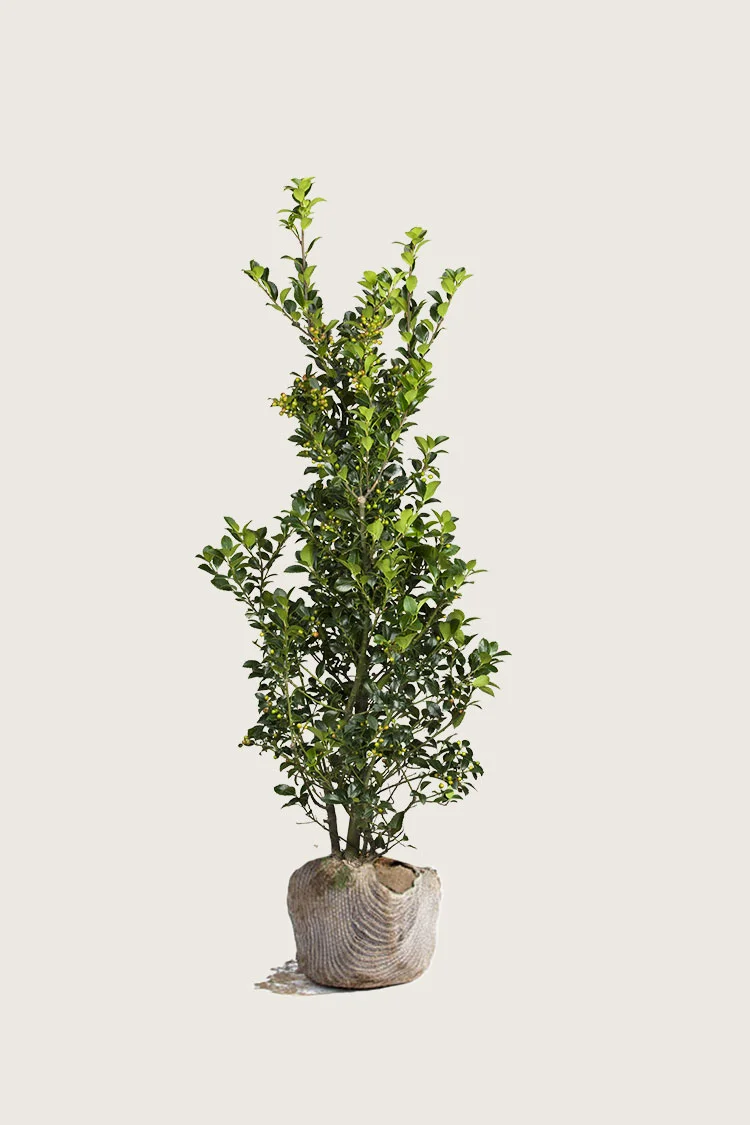 plantinavia20261015104343310793