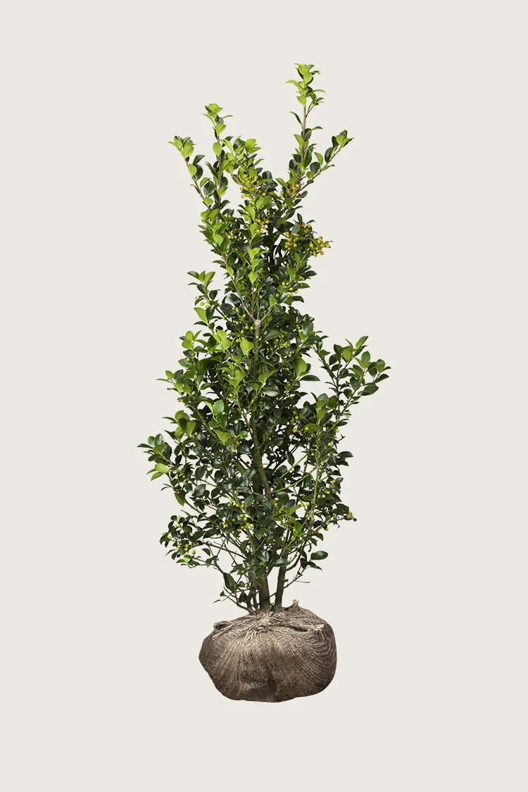 plantinavia20261015104345310808