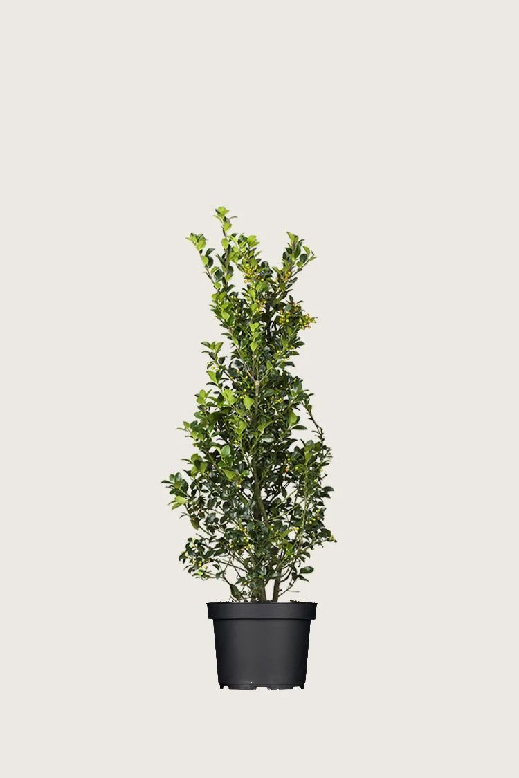 plantinavia20261015104348310831