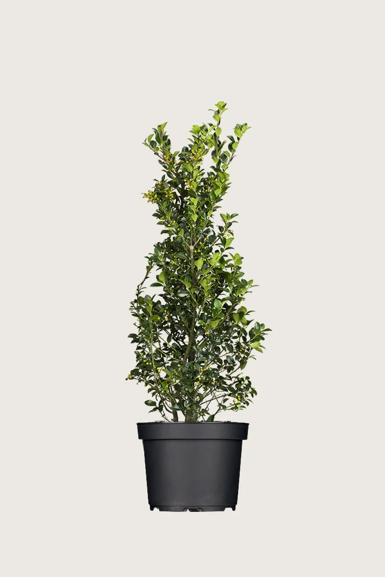 plantinavia20261015104349310841