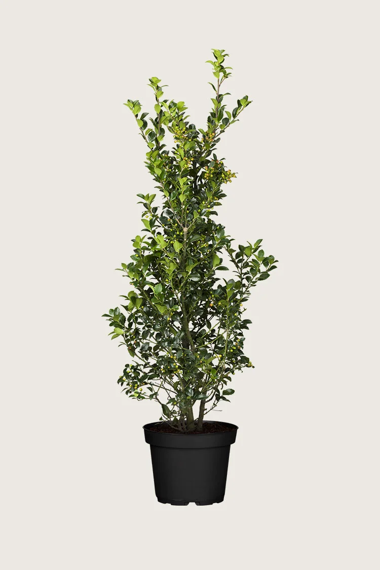 plantinavia20261015104350310850