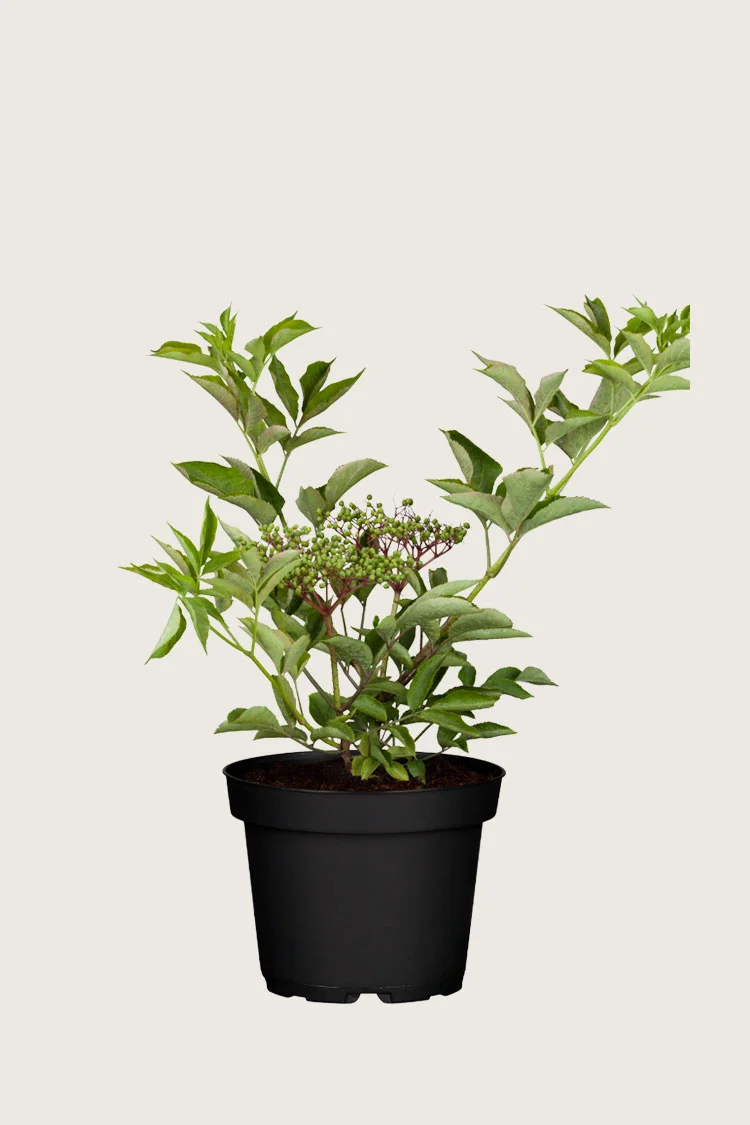 plantinavia20261015104354310876