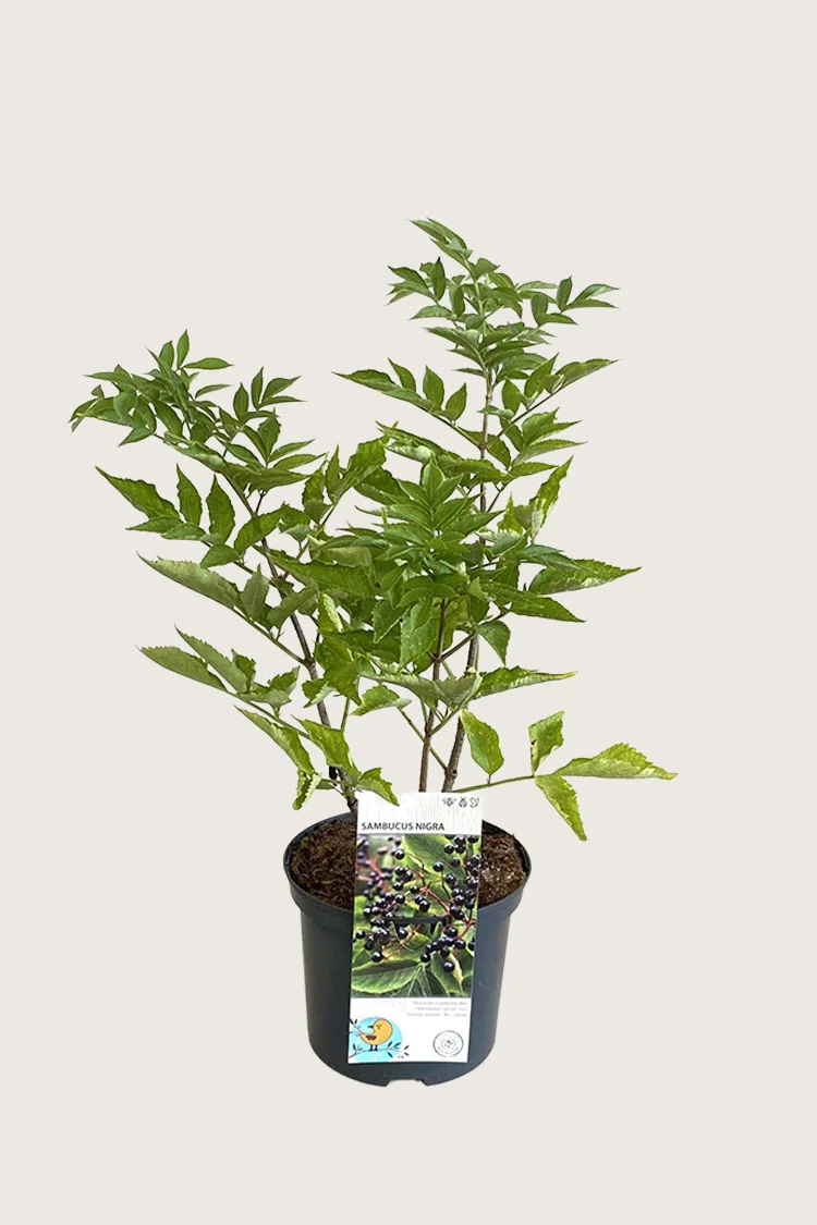 plantinavia20261015104356310890