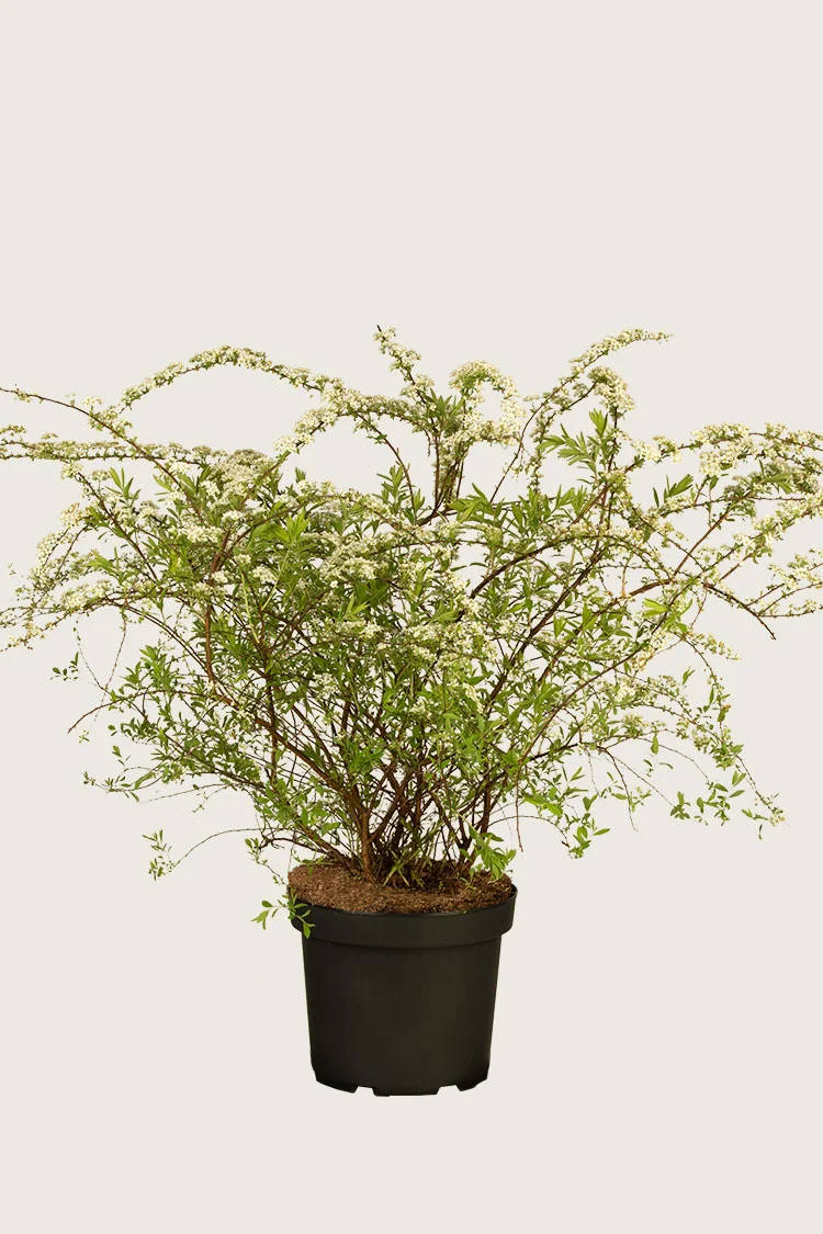 plantinavia20261015104358310911