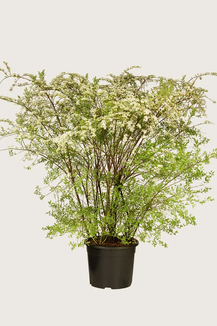 plantinavia20261015104400310924