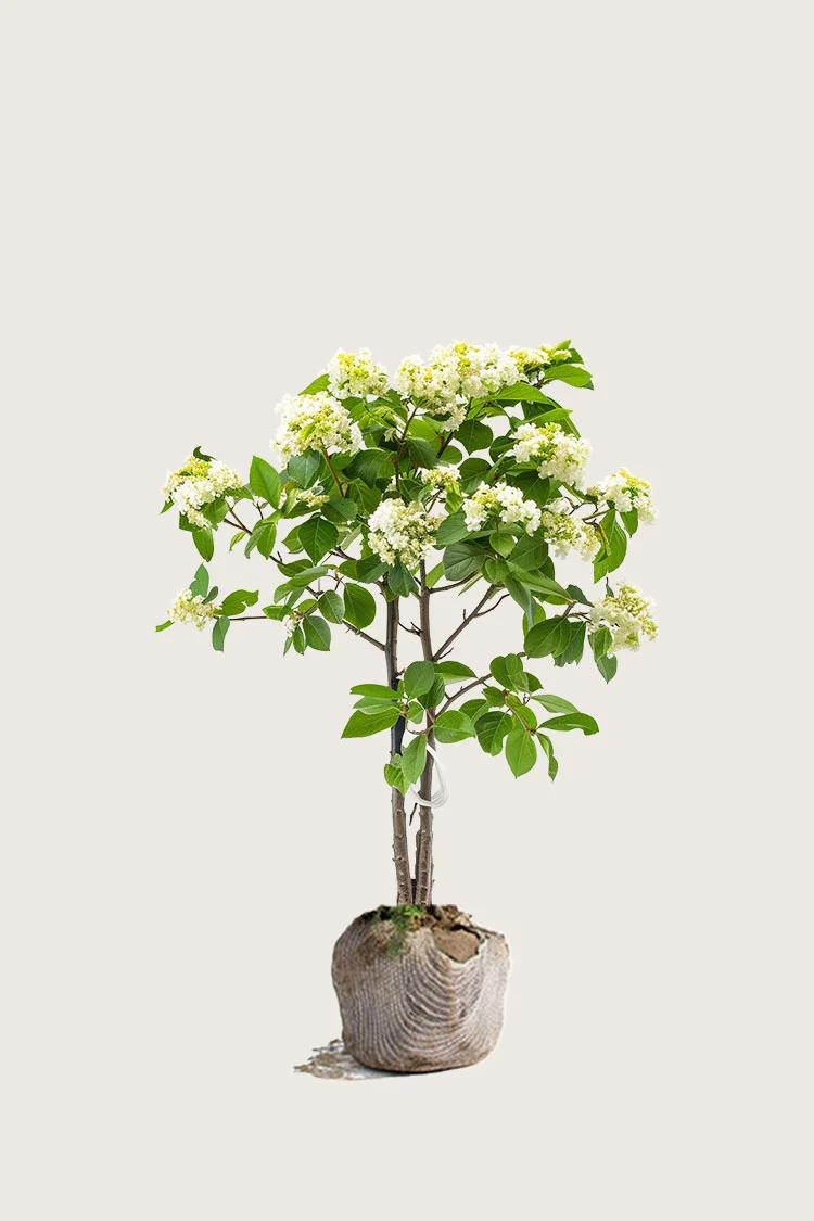 plantinavia20261015104401310929