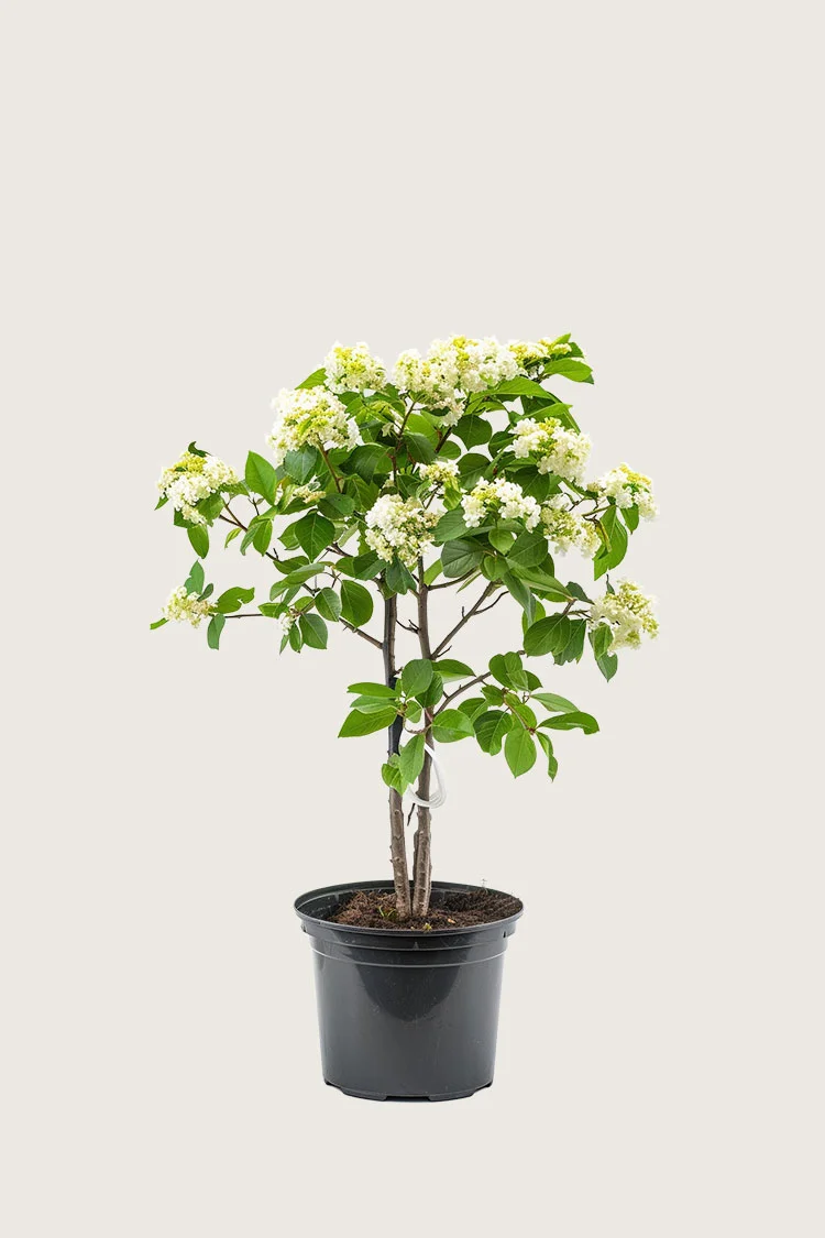 plantinavia20261015104402310942