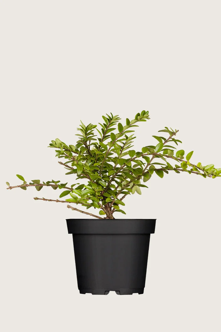 plantinavia20261015104403310945