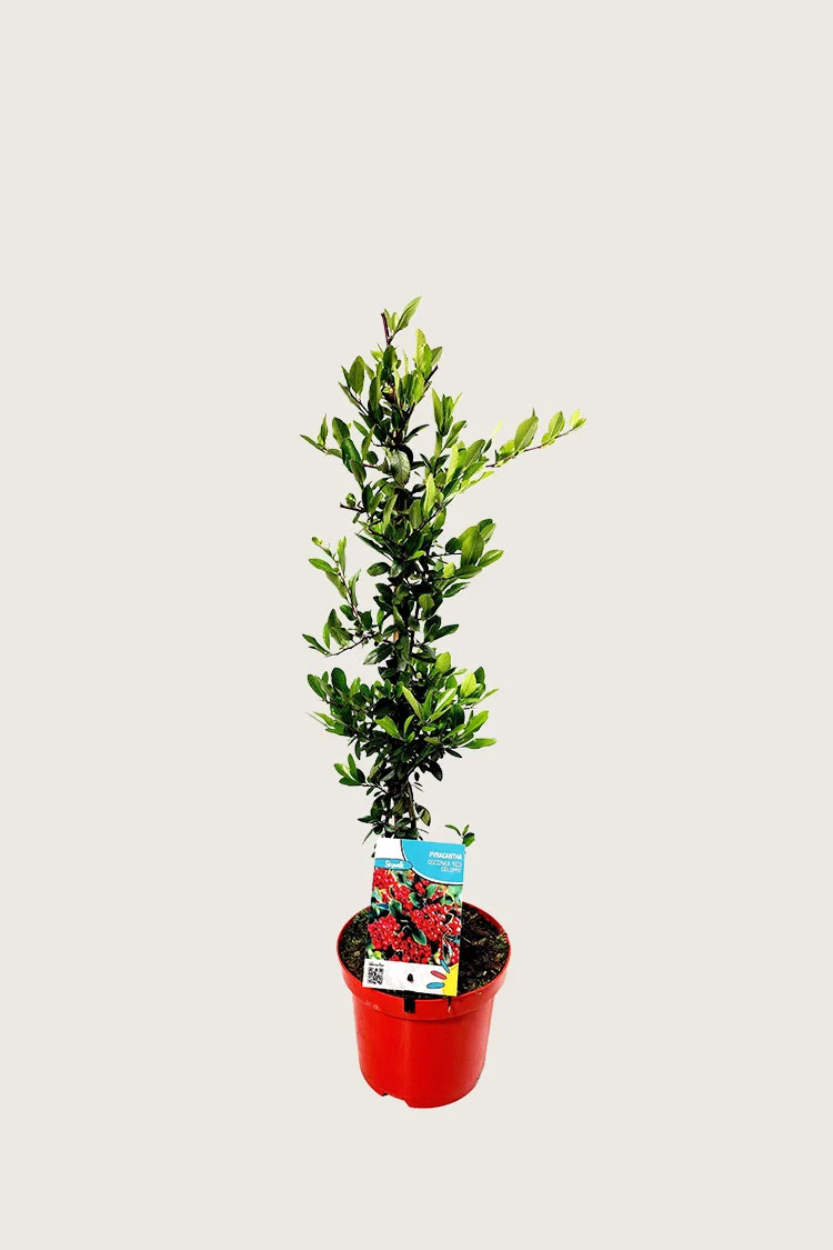 plantinavia20261015104406310965