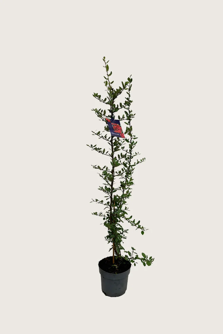 plantinavia20261015104407310975
