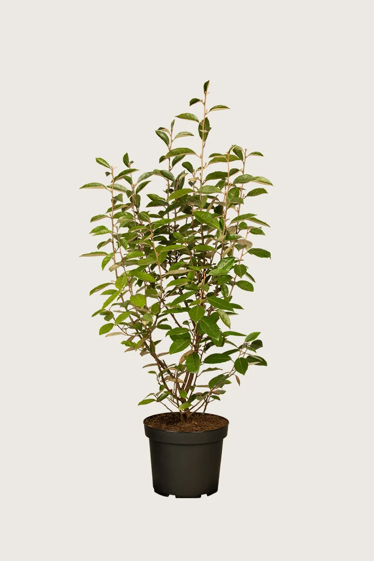 plantinavia20261015104410310995