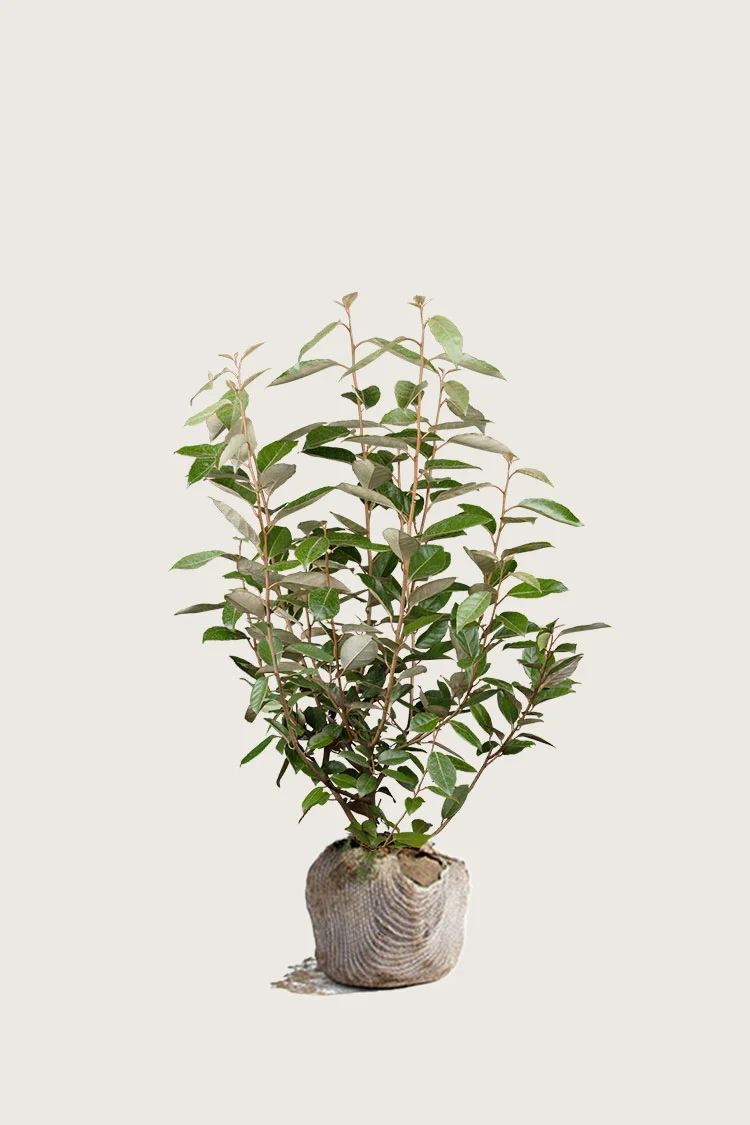 plantinavia20261015104411311001