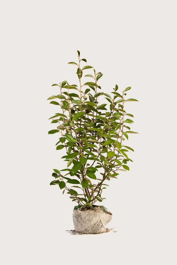 plantinavia20261015104411311004