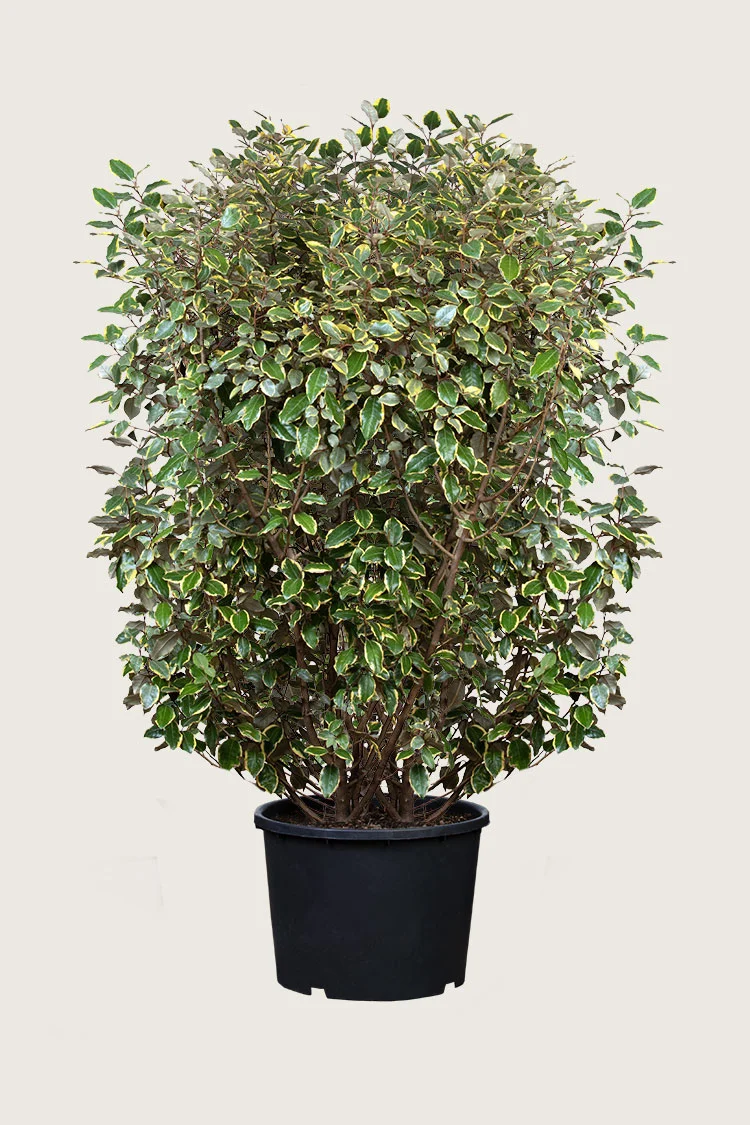 plantinavia20261015104413311015