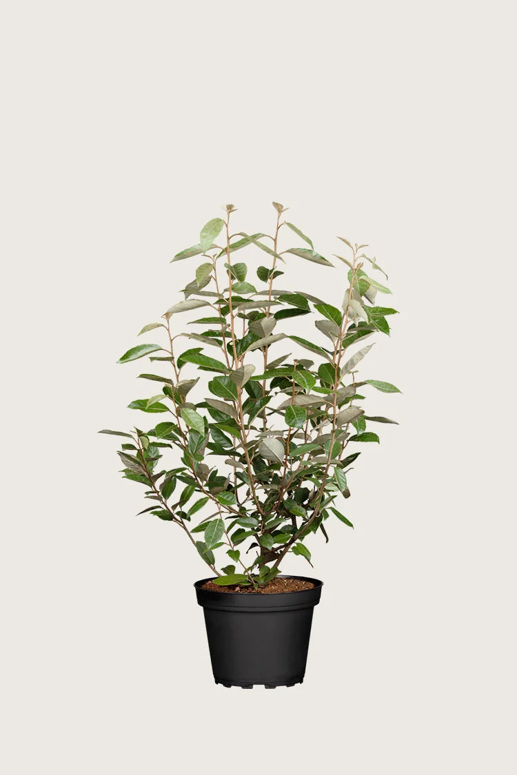 plantinavia20261015104414311024
