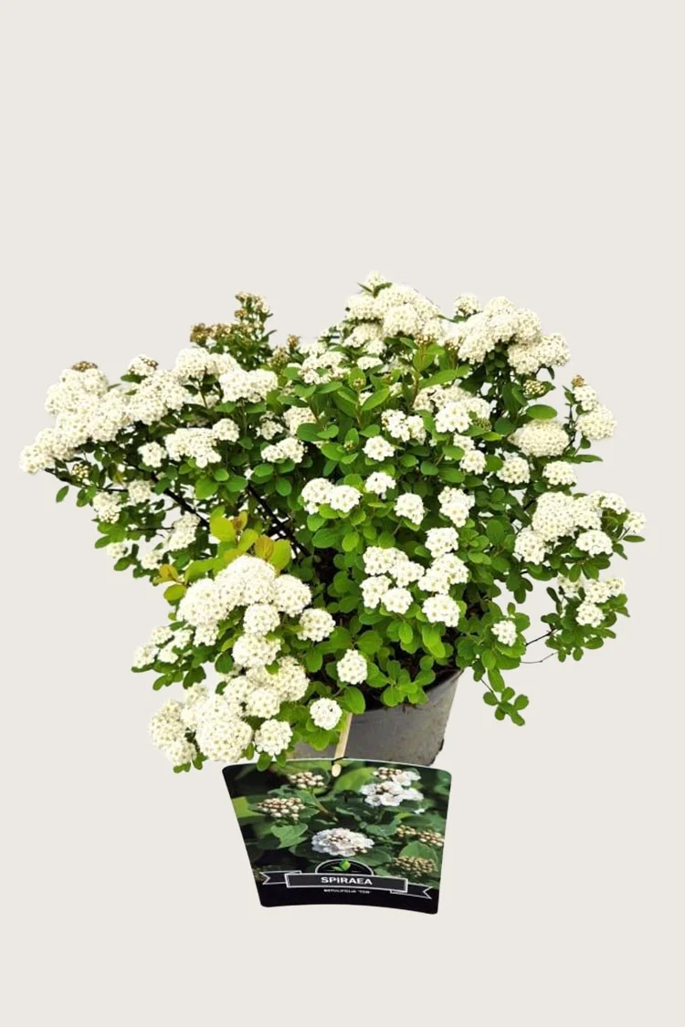 plantinavia20261015104417311047