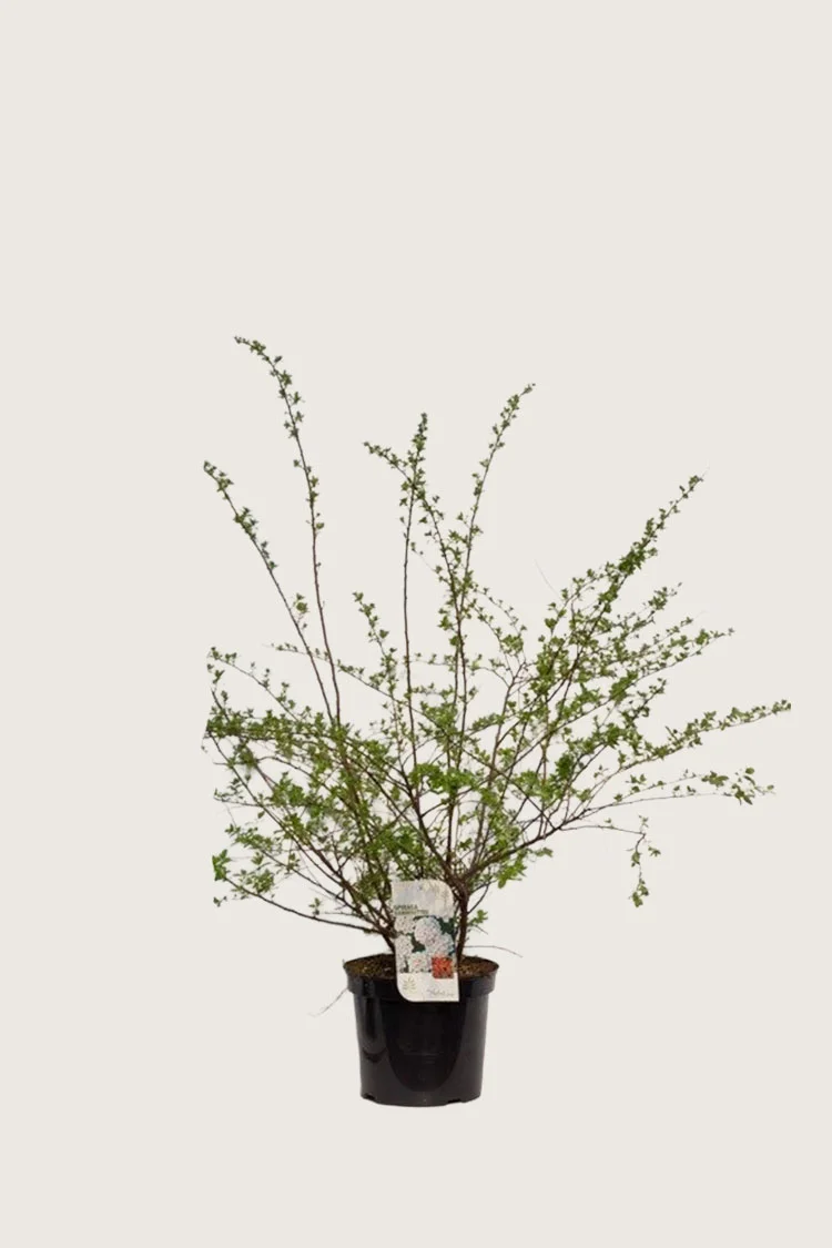 plantinavia20261015104418311050