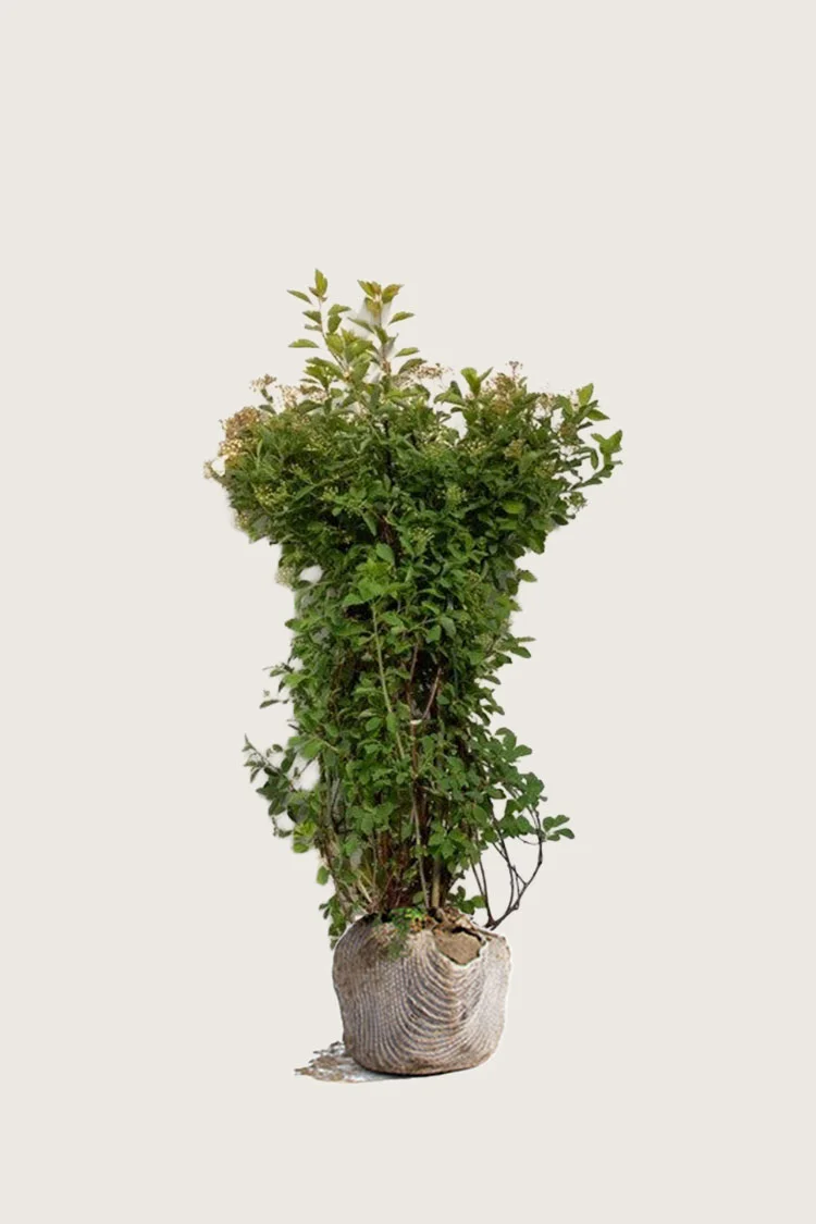 plantinavia20261015104420311067