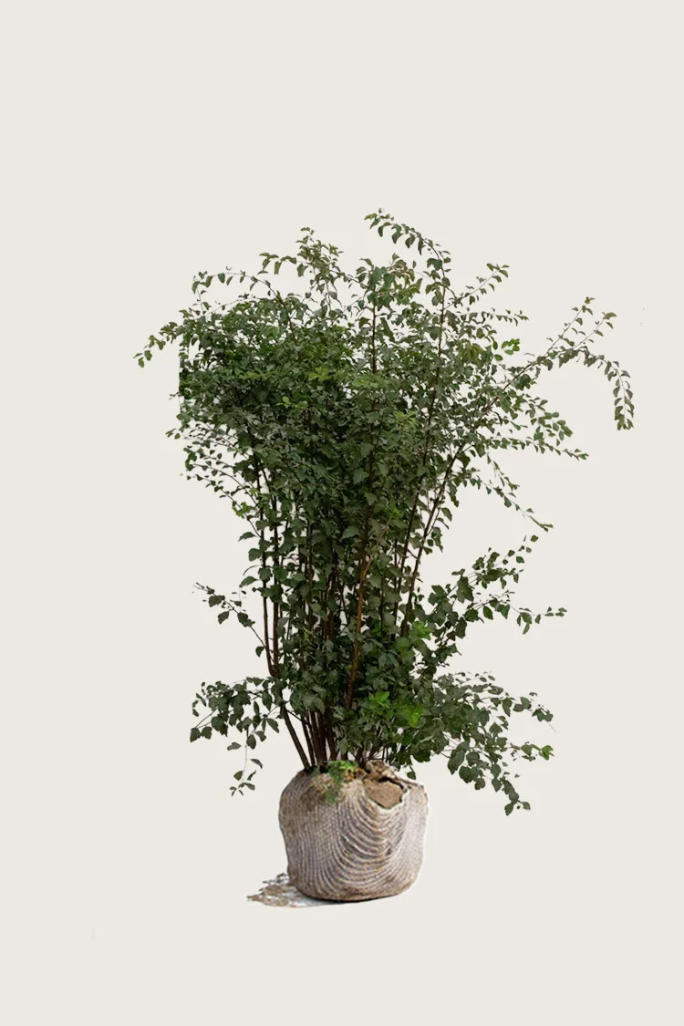 plantinavia20261015104422311072