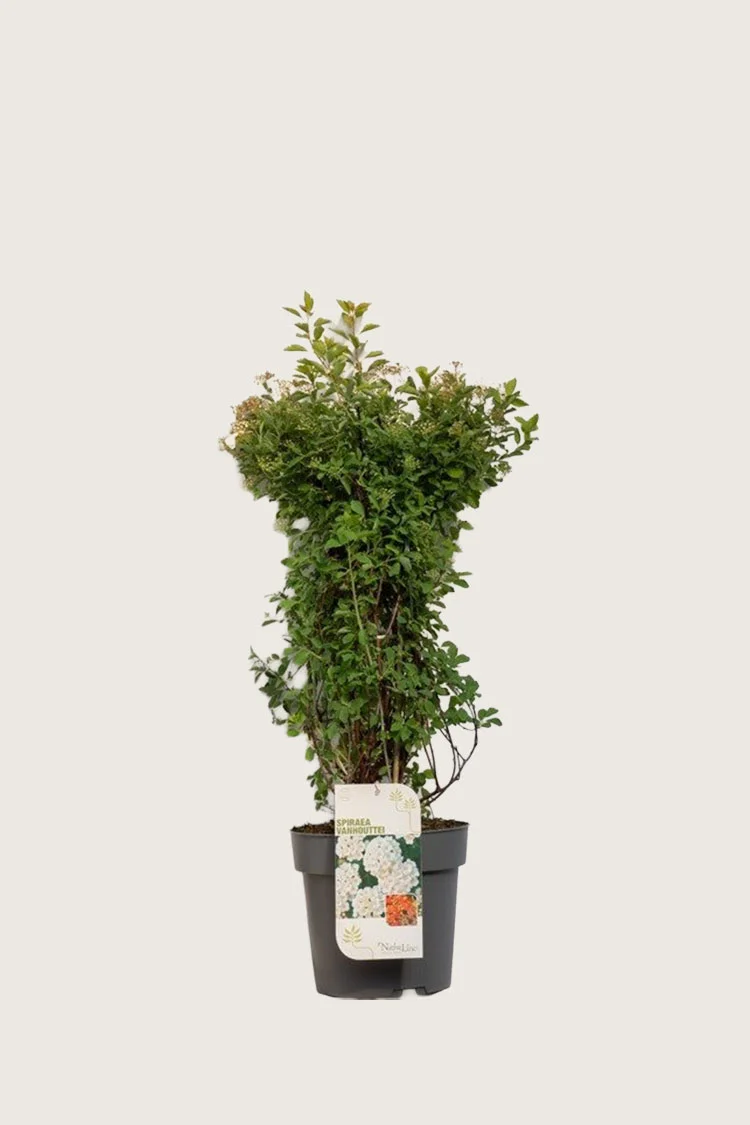 plantinavia20261015104423311078