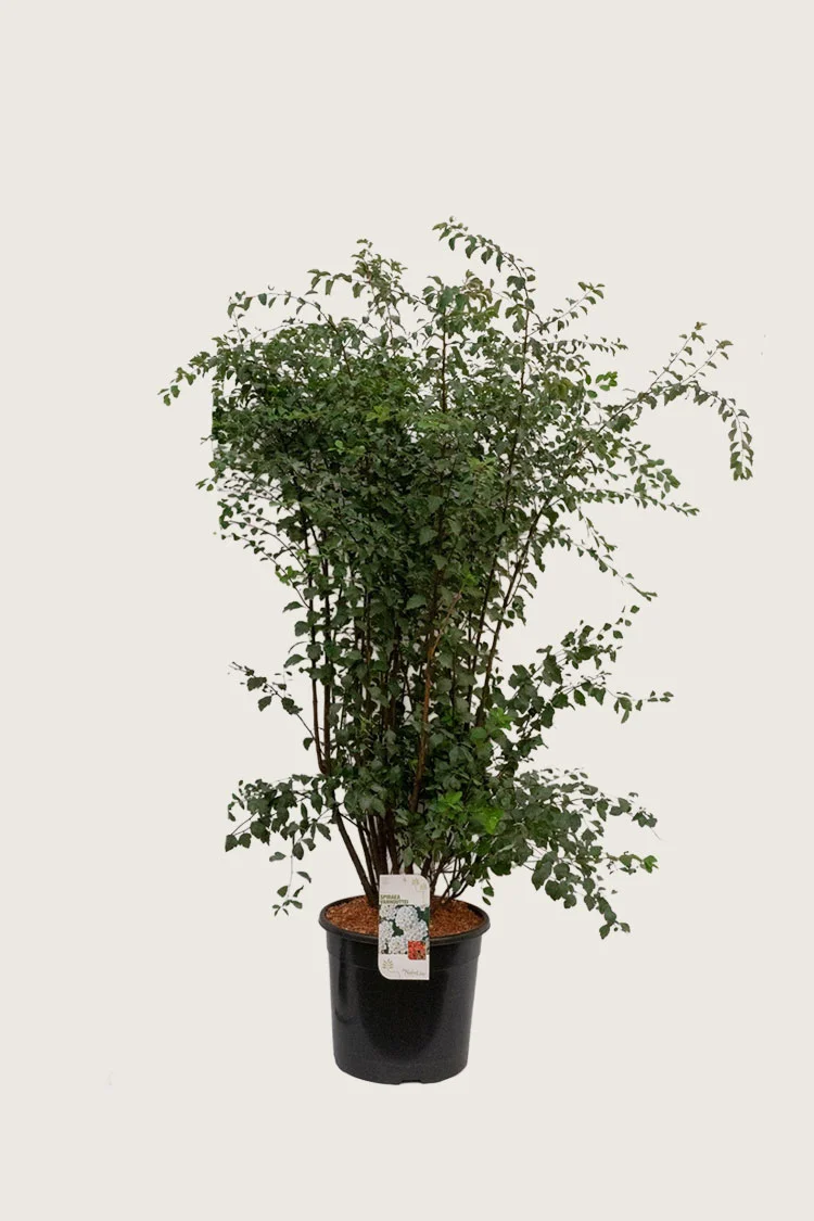 plantinavia20261015104424311083
