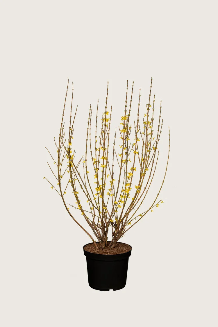 plantinavia20261015104426311098