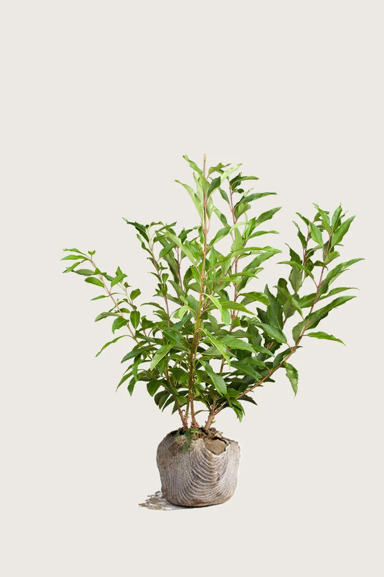 plantinavia20261015104427311102