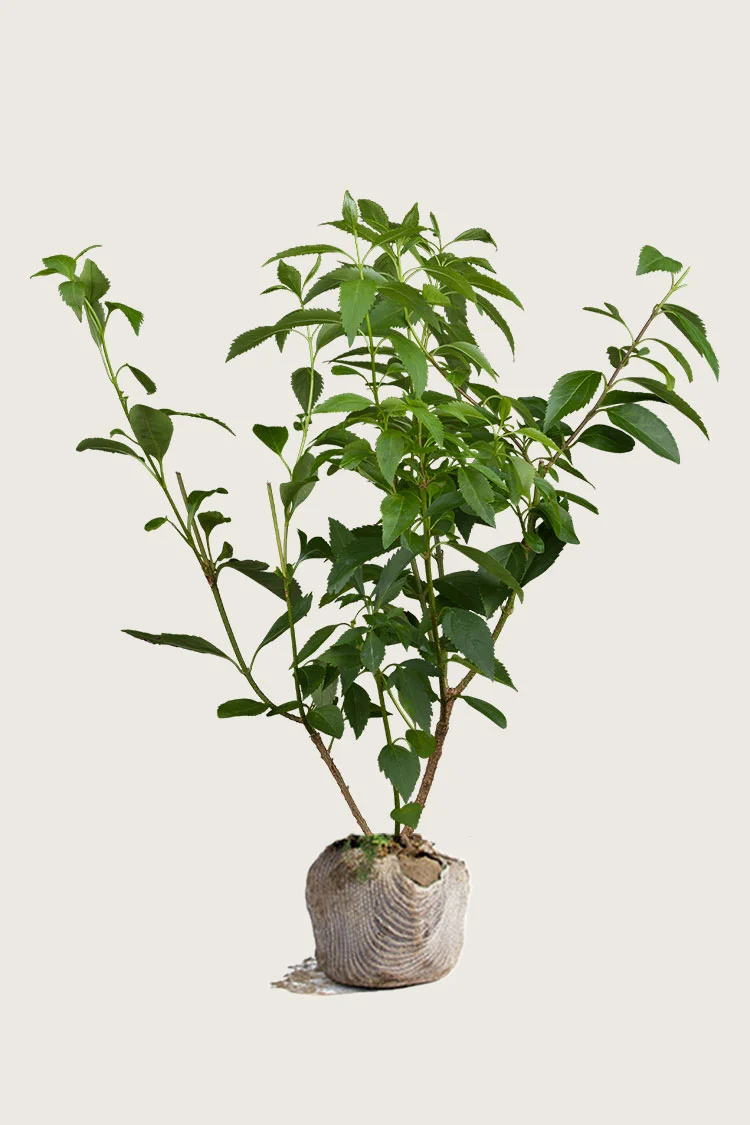plantinavia20261015104428311111