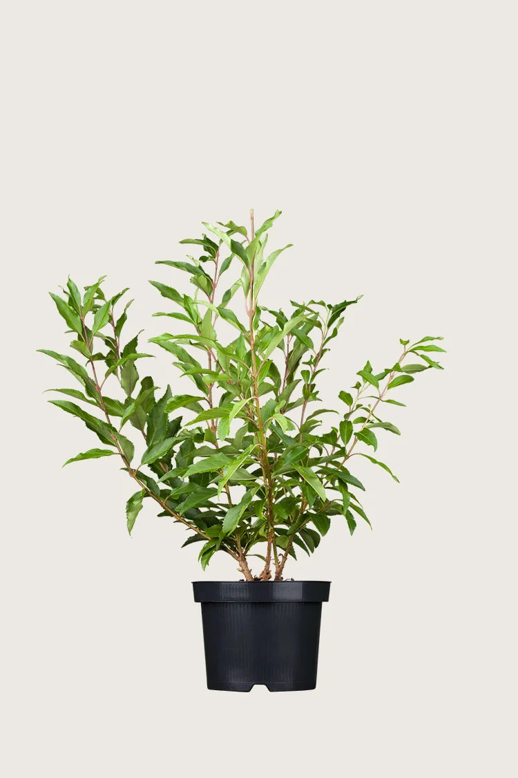 plantinavia20261015104429311120