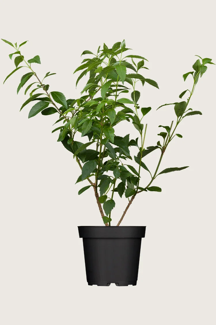 plantinavia20261015104430311121