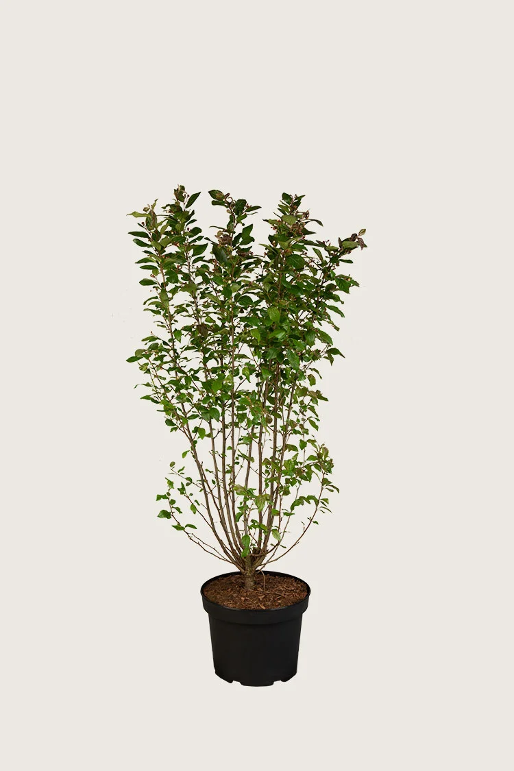 plantinavia20261015104431311136