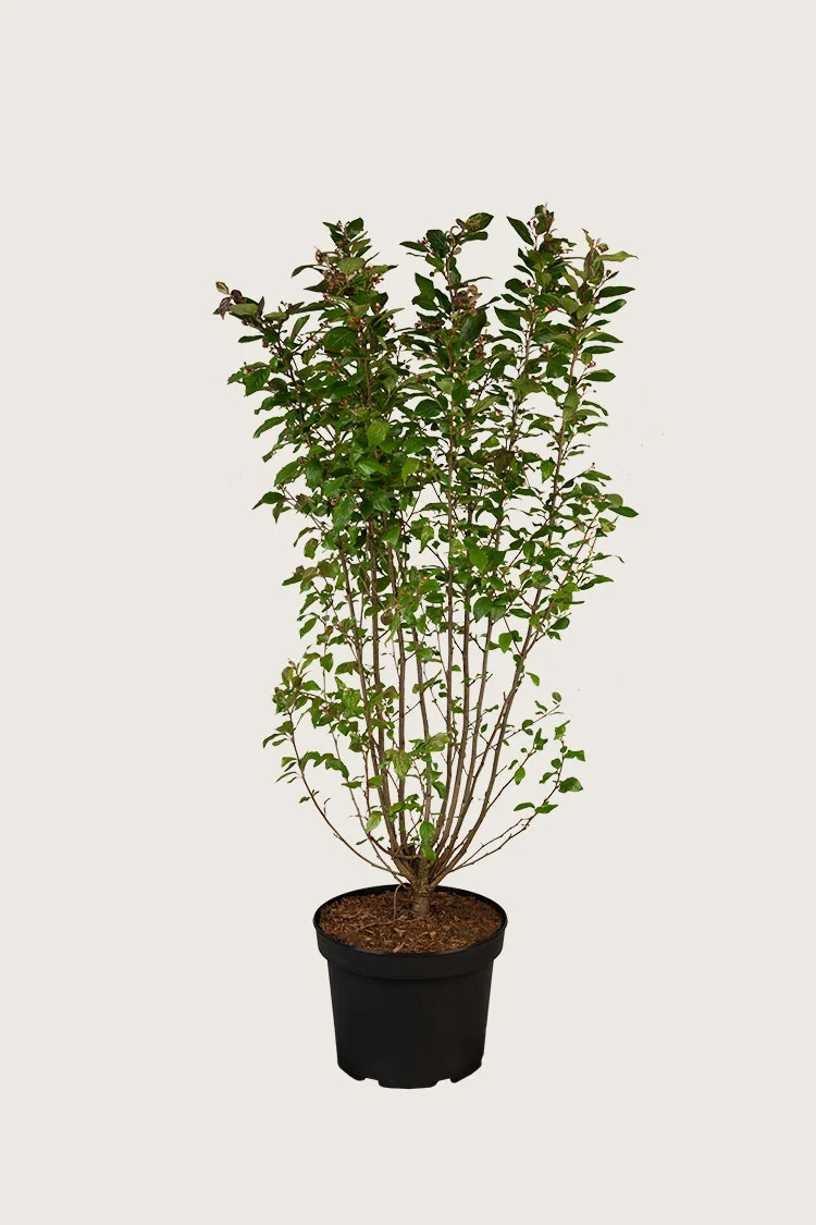 plantinavia20261015104433311150