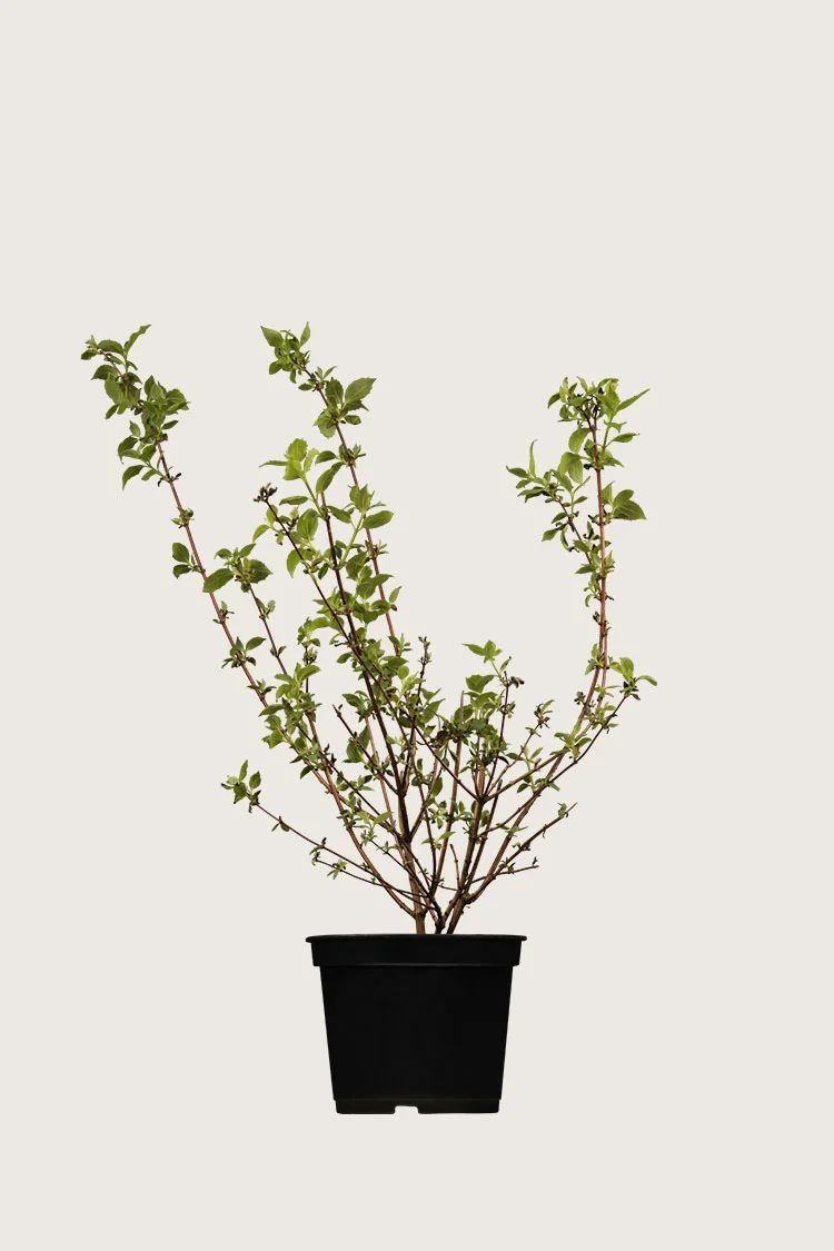 plantinavia20261015104434311157